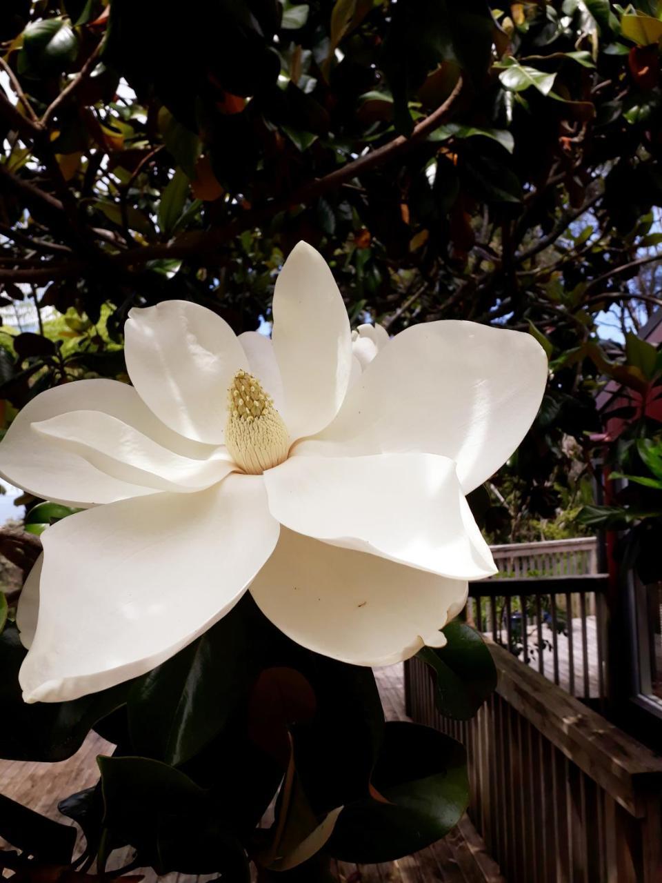 Tastebuds Bed N Breakfast โอ๊คแลนด์ ภายนอก รูปภาพ